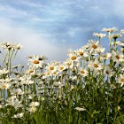 Colorful Wildflower Meadow Painting with Daisies and Clouded Sky