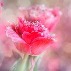 Watercolor Painting of Pink Tulips with Pastel Background