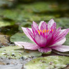 Detailed Pink Lotus Flower with Yellow Center and Bee Approaching