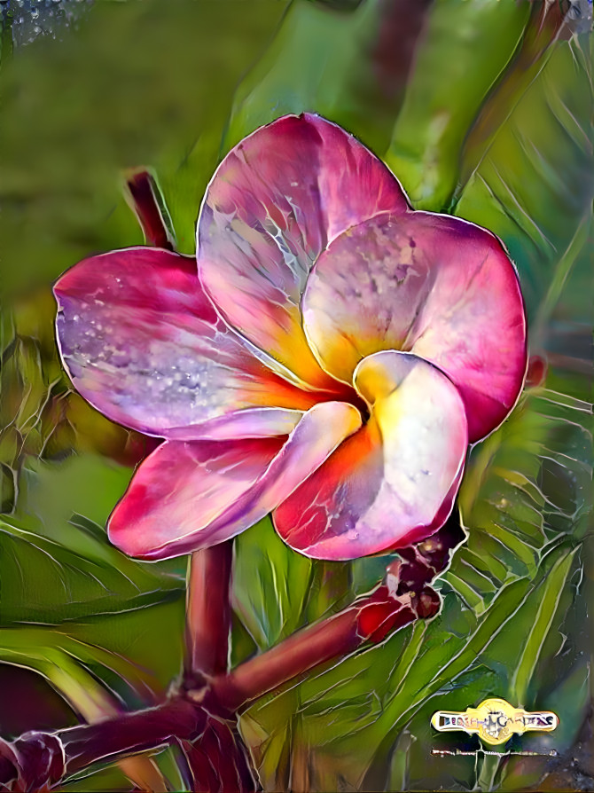 Plumeria