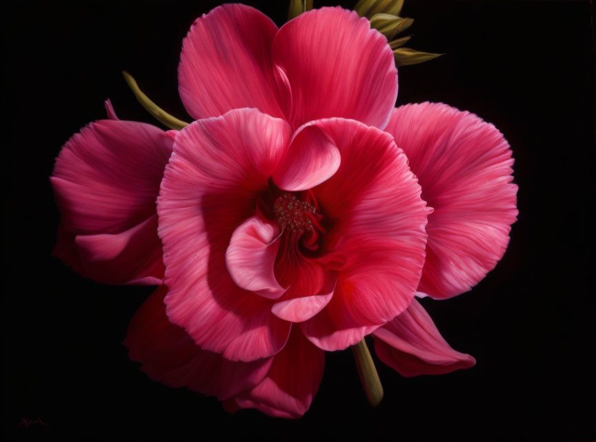 Detailed Vibrant Pink Flower with Large Petals on Dark Background