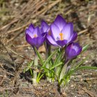 Three Vibrant Purple Crocus Flowers in Colorful Meadow