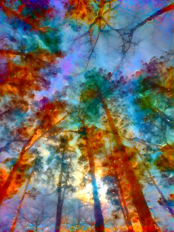 Trees within a dream