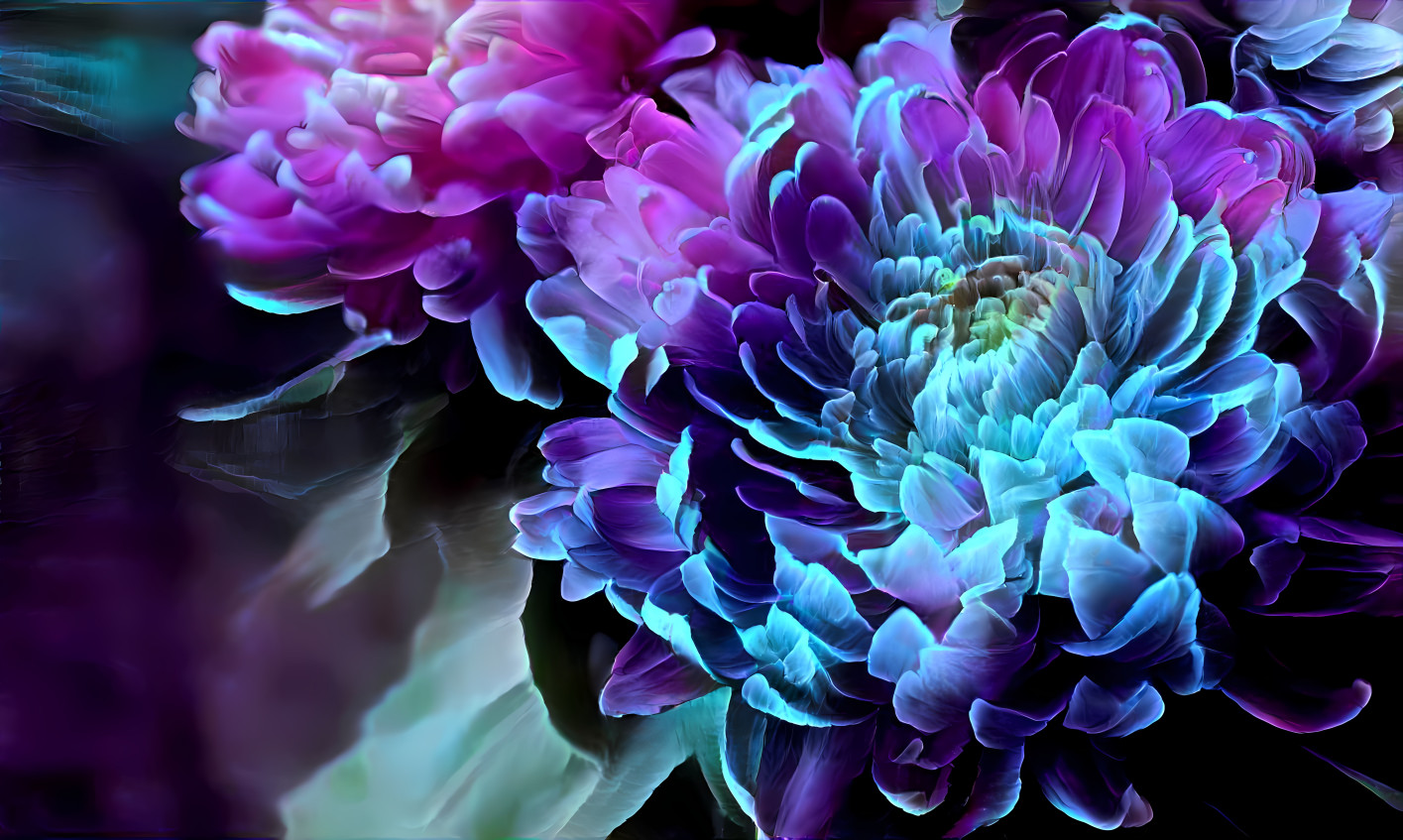 Chrysanthemum