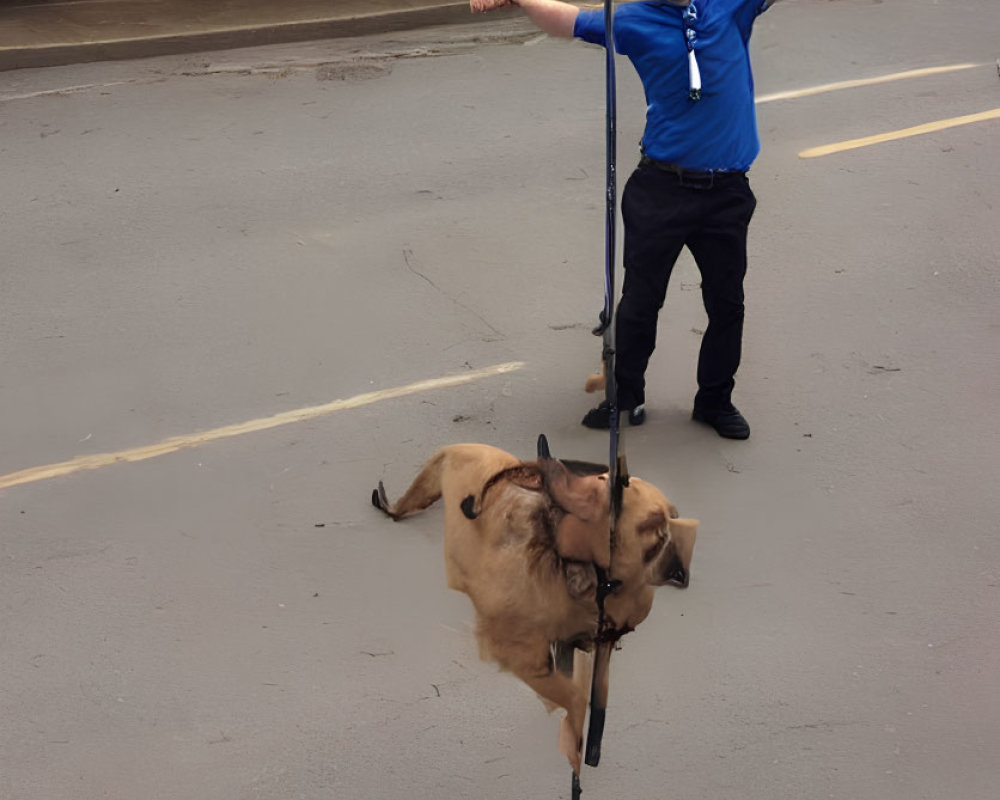 Person in Blue Shirt and Sunglasses Holding Sign on Street with Floating Dog