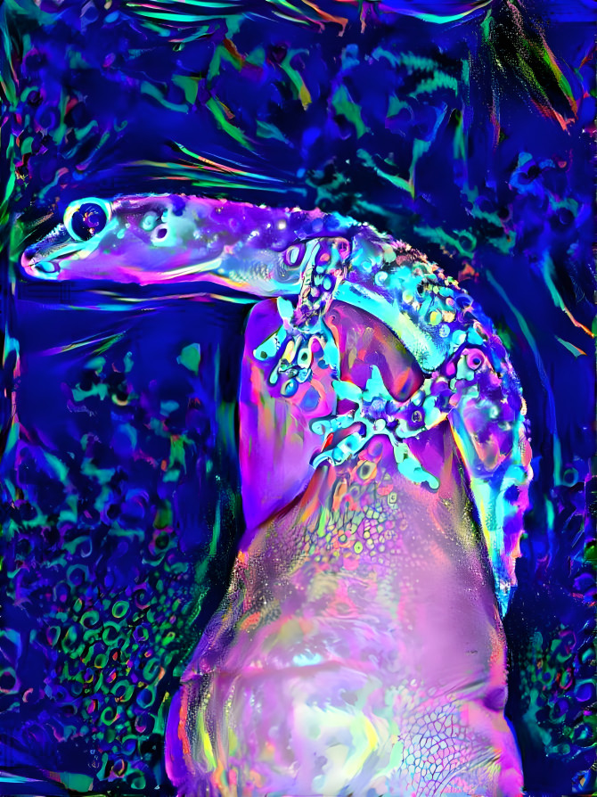 Gecko