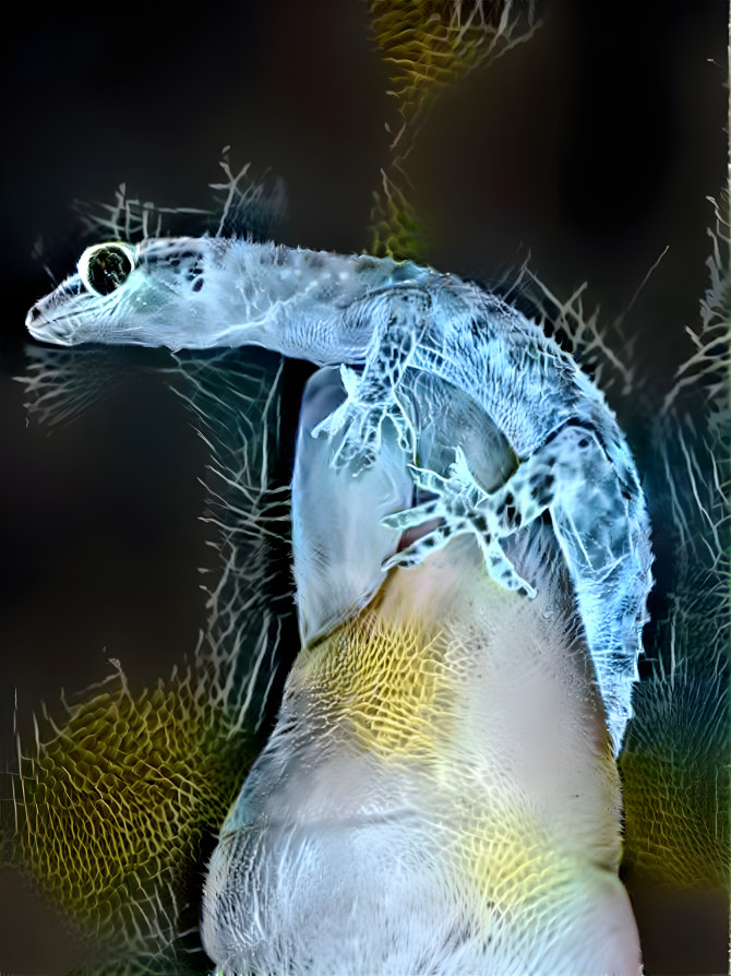 Gecko