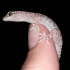 Pastel-colored patterned gecko on swirling surface against black background