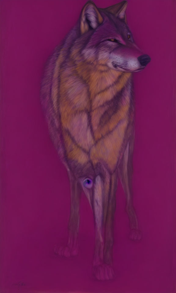 Stylized standing wolf painting on purple background