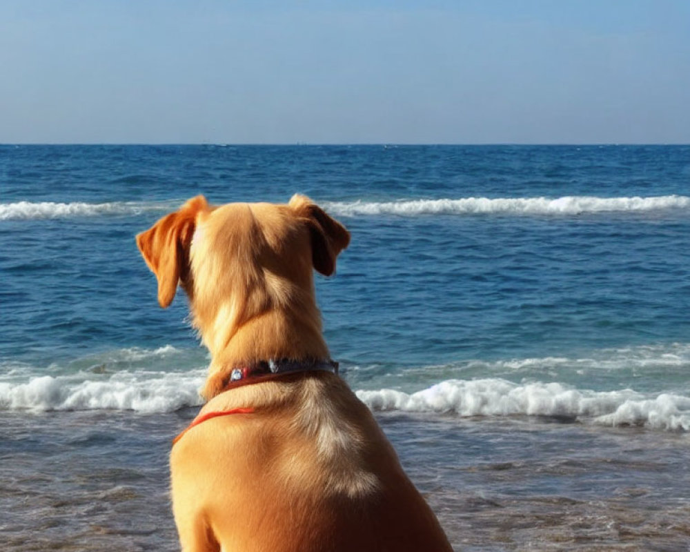 Dog watching ocean waves under clear blue sky