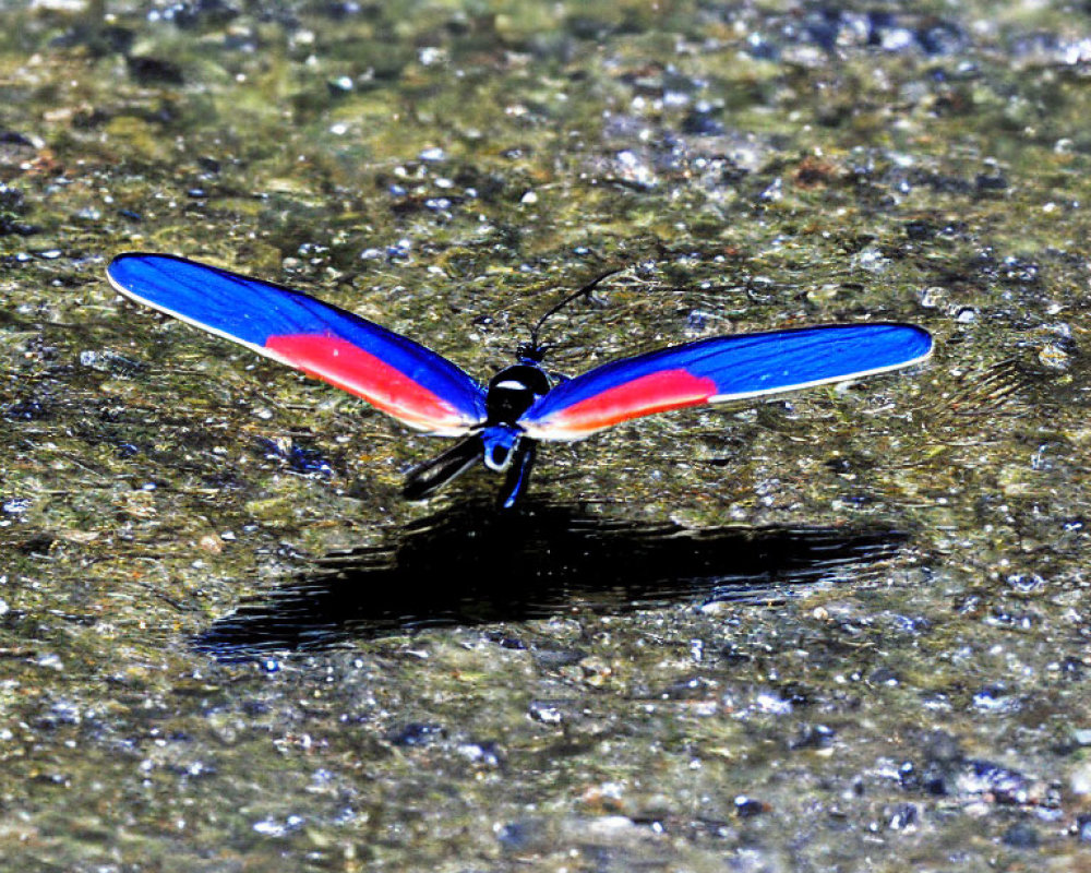 Colorful damselfly with blue and red wings on textured green stone surface