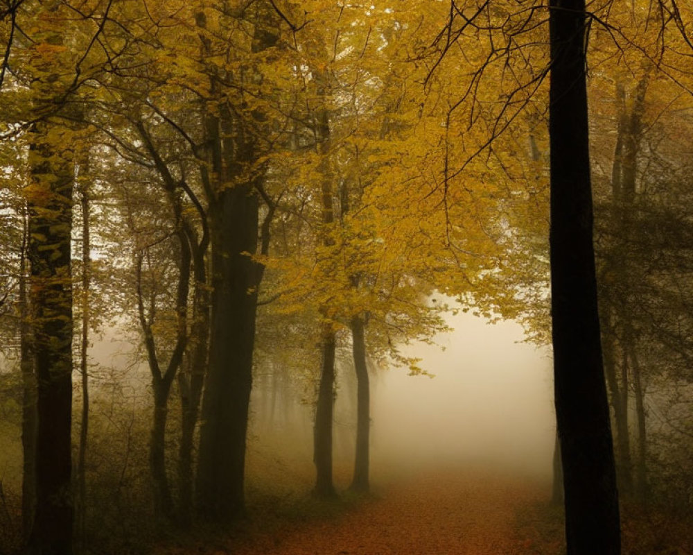 Misty forest path with autumn trees and fallen leaves