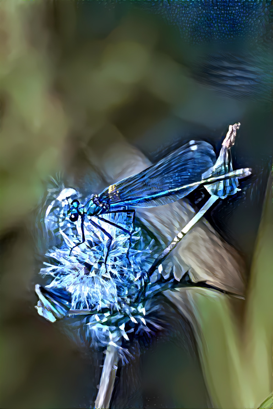 Libelle auf Nahrungssuche