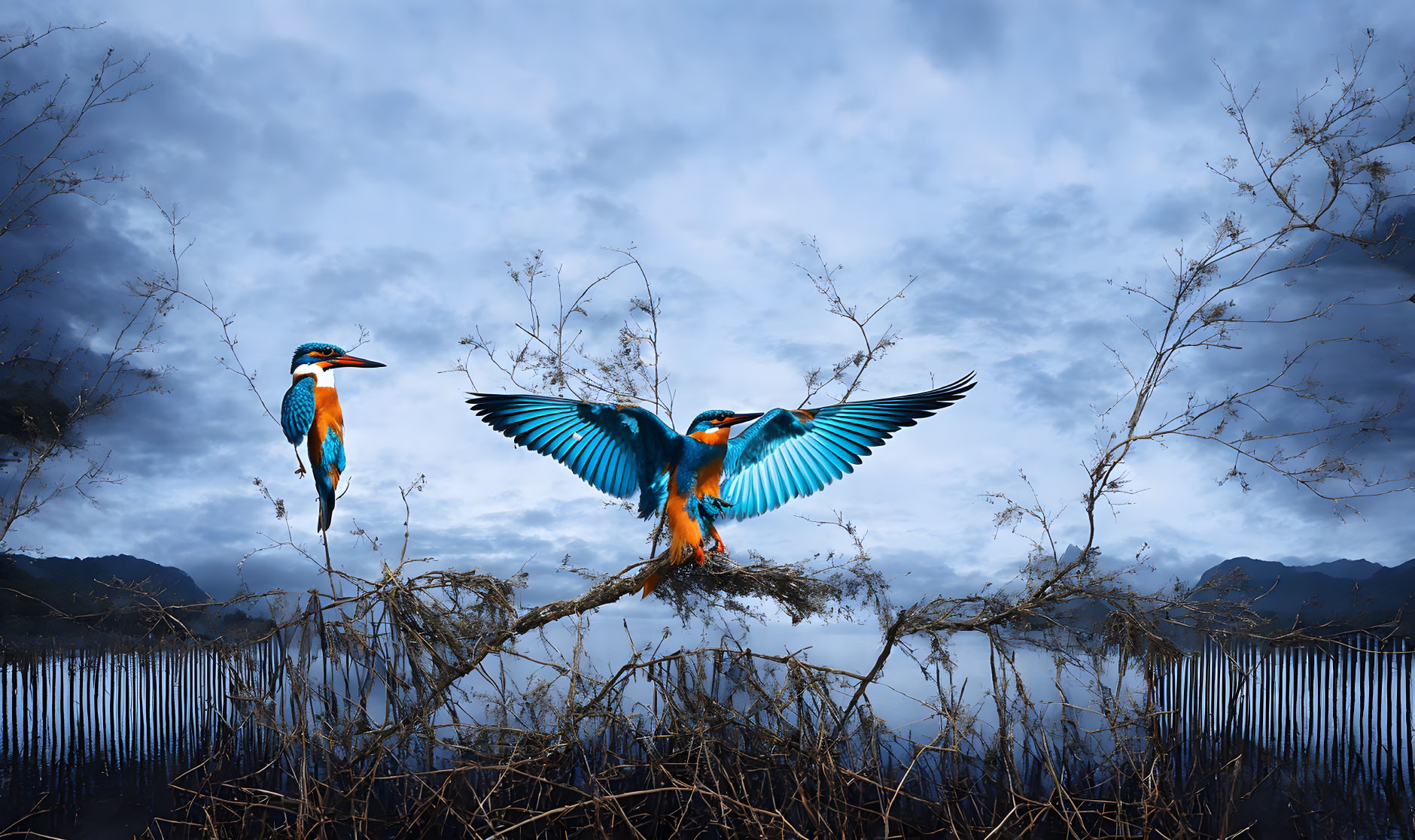 Vibrant kingfishers in flight and perched against dramatic sky