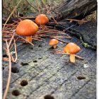 Vibrant orange mushrooms on textured forest floor in oil painting