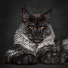 Majestic grey cat with yellow eyes in elegant pose