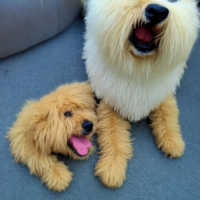 Fluffy small and large golden fur dogs sitting together closely.