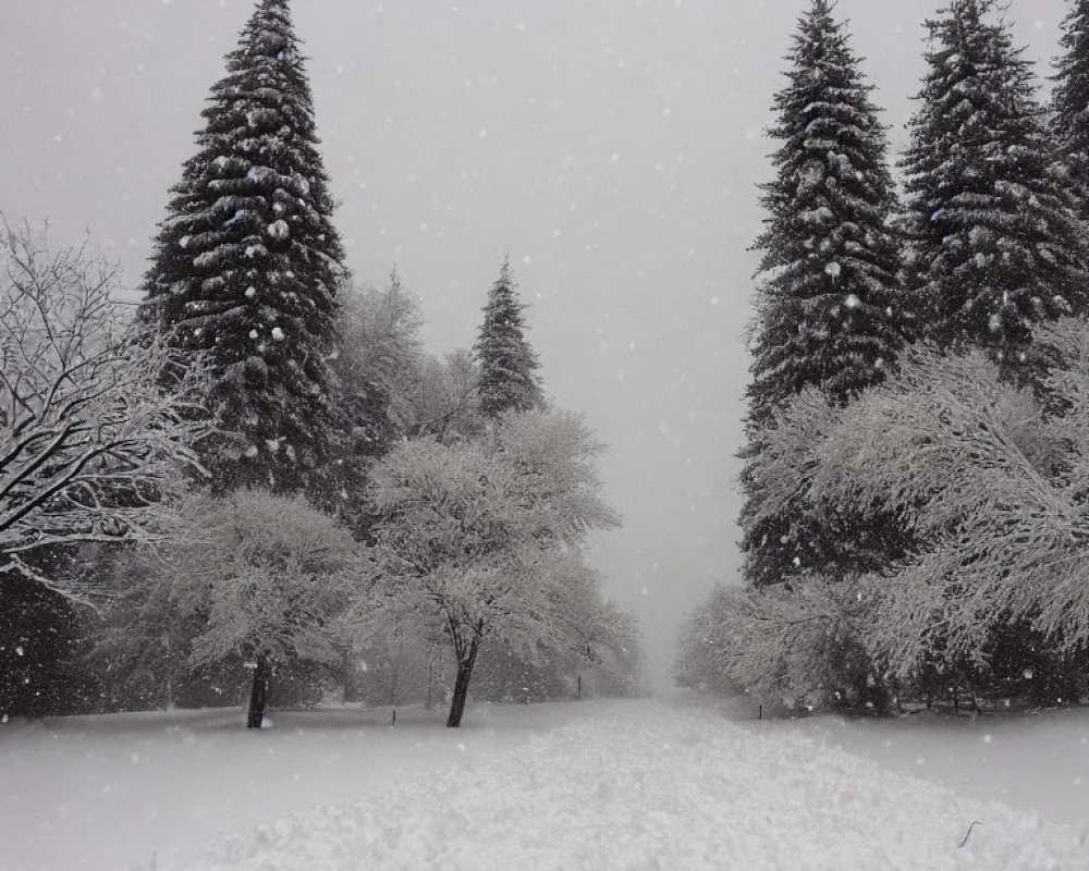 Winter scene: Snow-covered landscape with coniferous and snow-laden trees