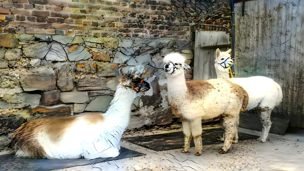 Lamas