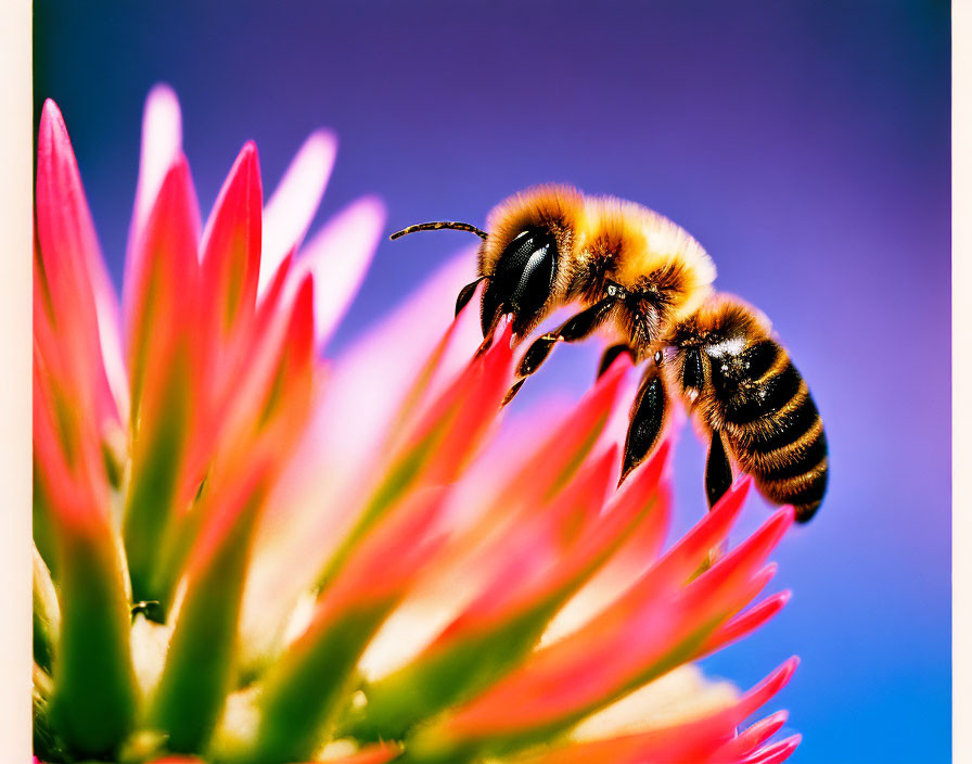 Bee collecting pollen on bright pink flower against blue background