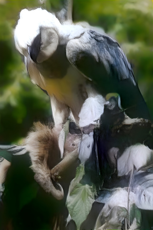 harpy eagle