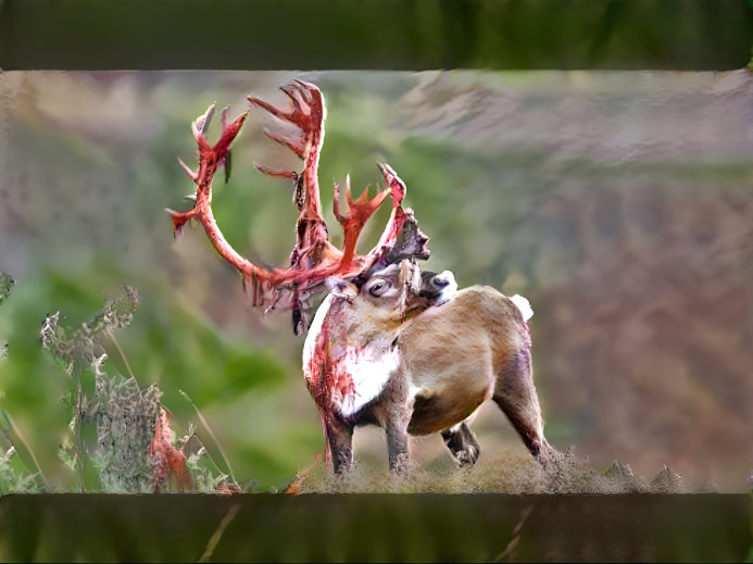 eating the skin off antlers 