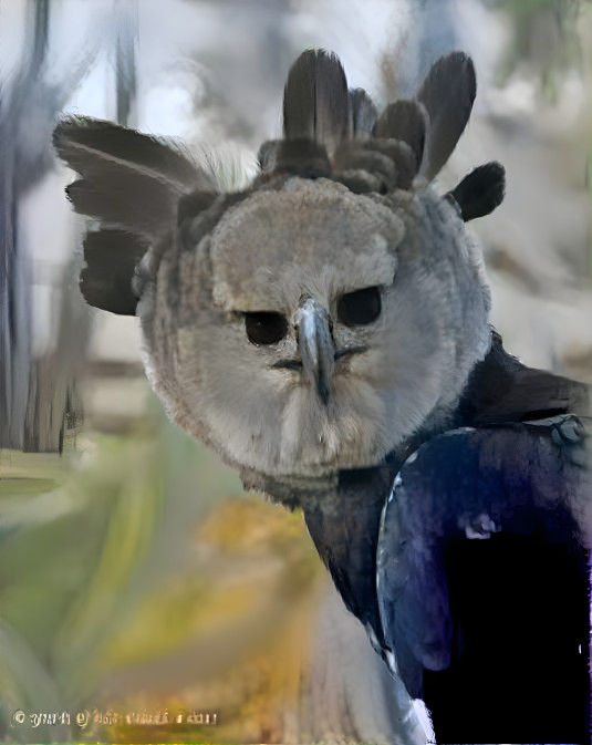 harpy eagle 