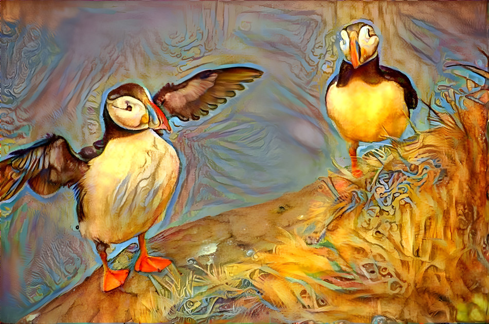 Puffins 3