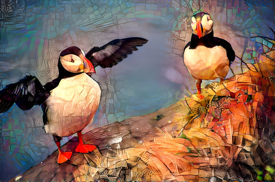 Puffins 