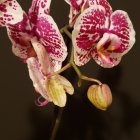 Vibrant pink and cream orchids on dark background