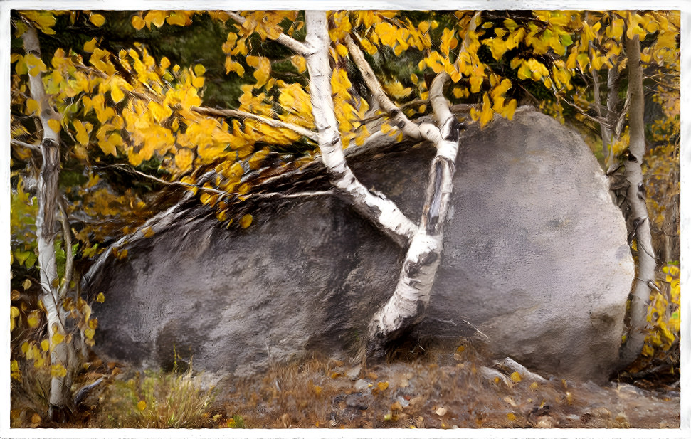 Boulder Aspens