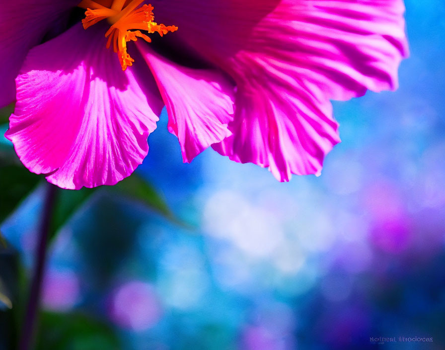 Bright pink hibiscus flower with prominent stigma and delicate petals on soft-focus blue-purple background