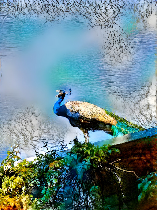 Peacock on the Roof