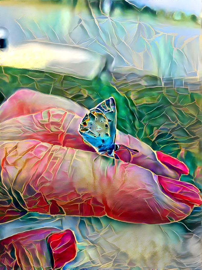 Butterfly 