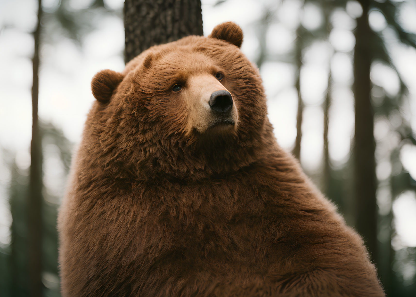 Brown bear close-up with forest backdrop and thick fur