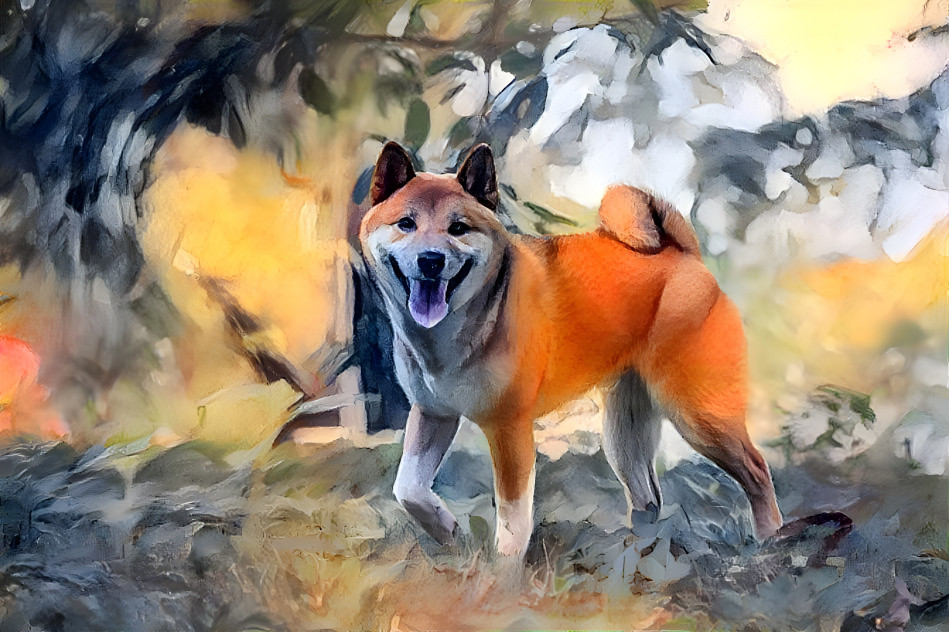 shiba