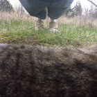 Person walking in grassy field under sheer fabric with tree shadows