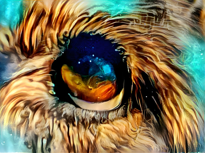 Dogs eye