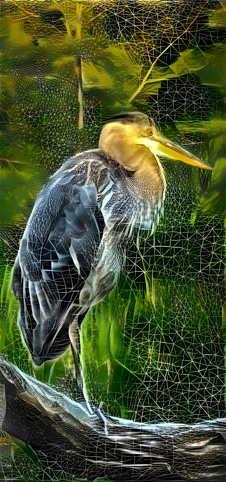 Great Blue Heron