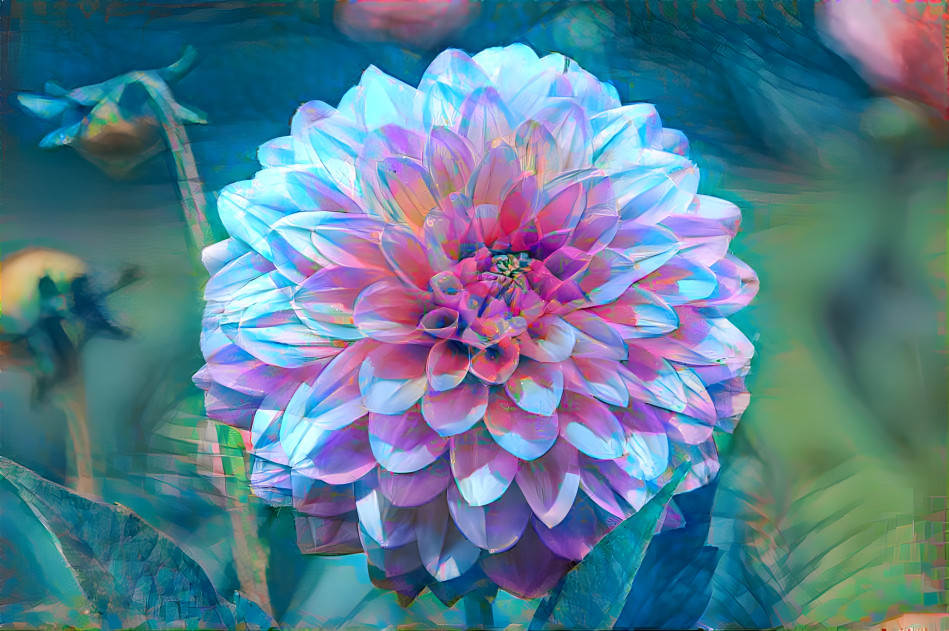 Dahlia dream