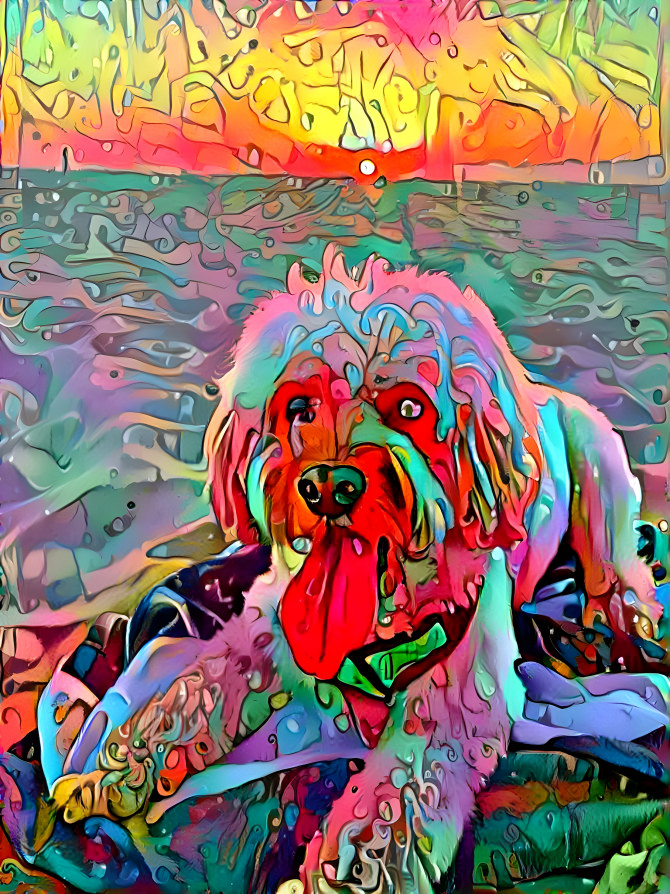 Dog at the beach