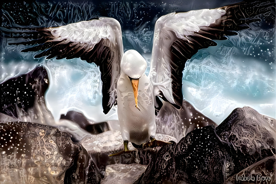 Nazca Boobie Galapagos islands