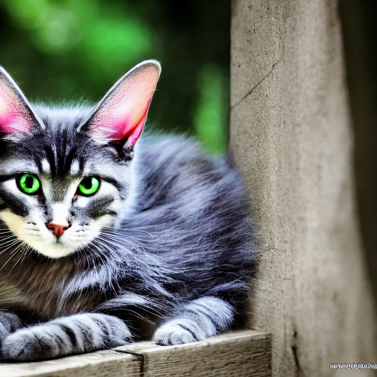 Striking Green-Eyed Grey Cat on Wooden Surface