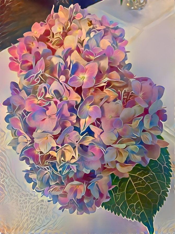 Hydrangea 