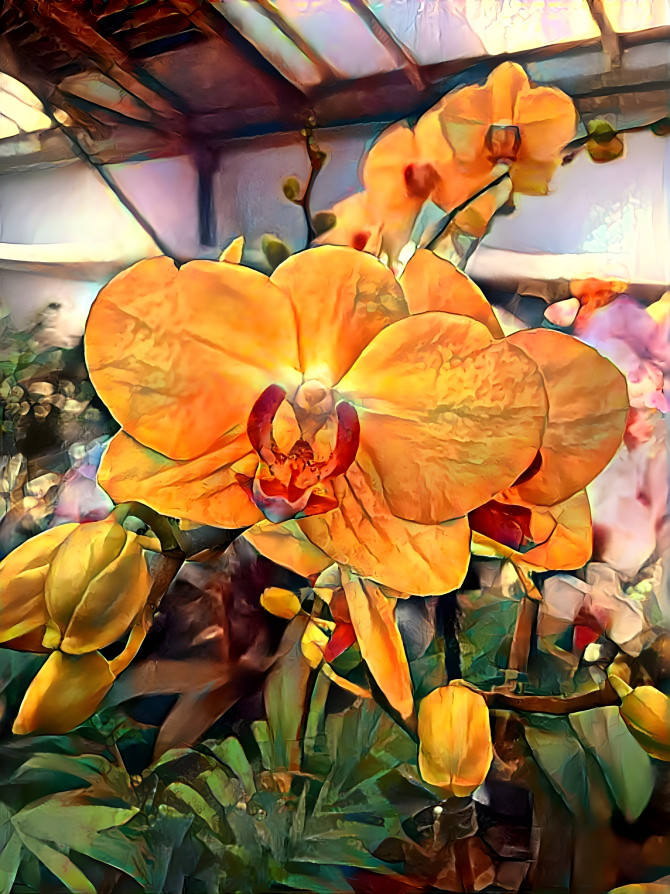 Yellow Orchid