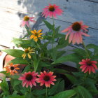 Colorful Red and Yellow Flowers in Vase with White Wall and Blue Shutter