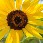 Close-up Painting: Bright Yellow Sunflower on Sky Blue Background