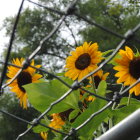 Detailed illustration: Robot with mechanical parts and sunflowers fusion