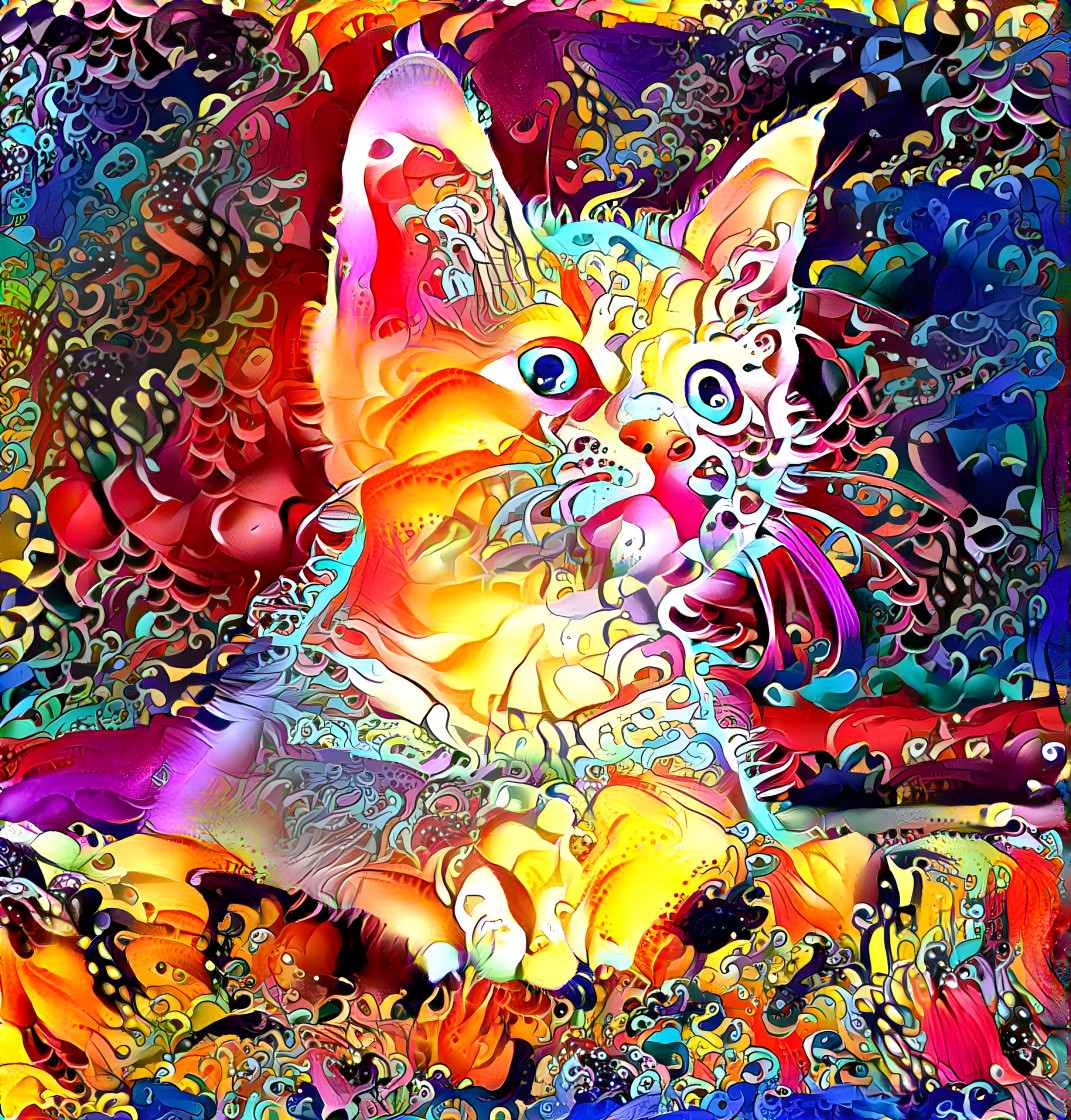 Colorful Kitty