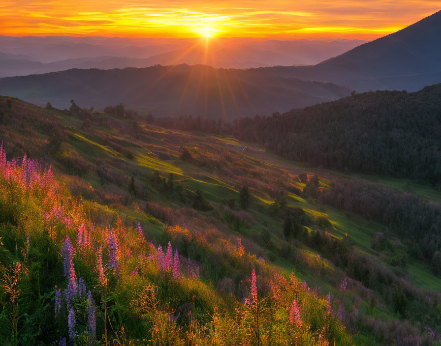 Scenic sunset over hilly landscape with purple wildflowers